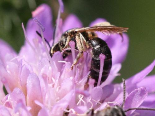 Réf. 223 129 : Halictus sp.